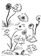 We deny all beauty to a dandelion wordrawing thumbnail