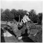 man on camel