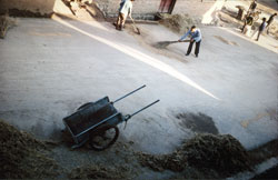 Threshing wheat photo linl