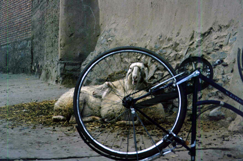 Bicycle and sheep